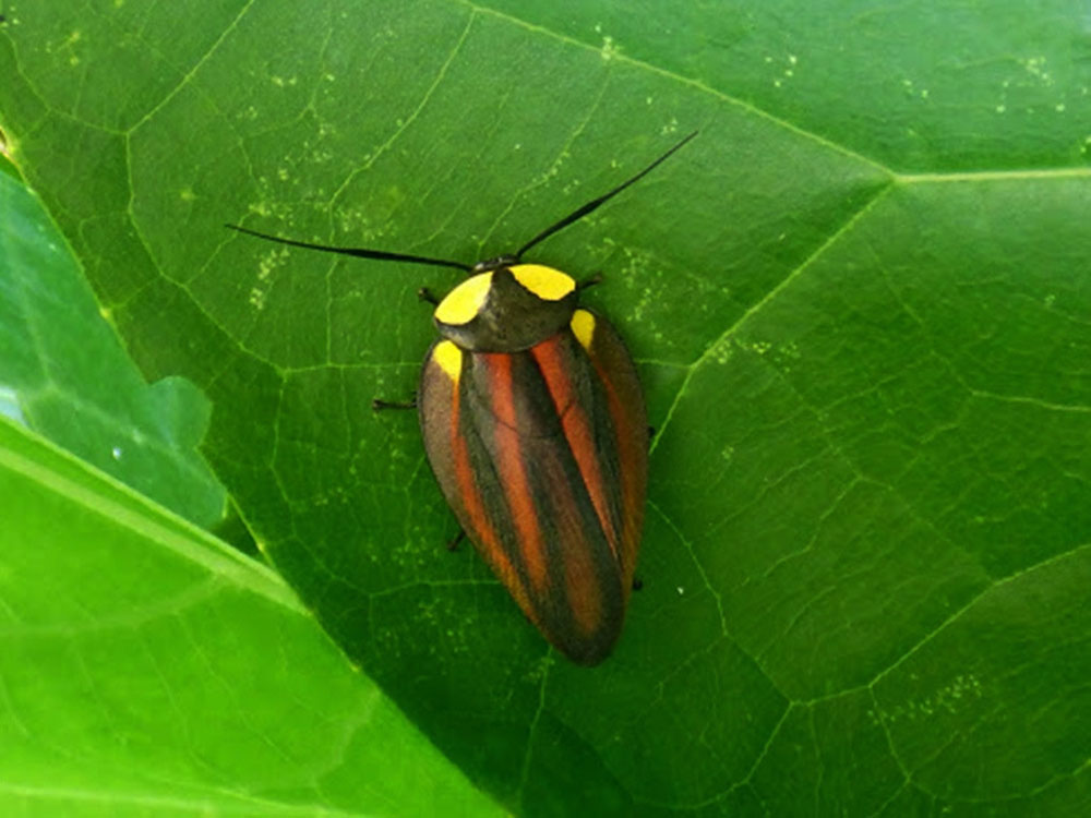 cucaracha-payasito