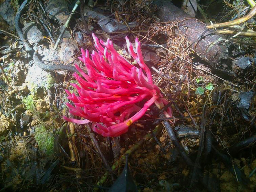 hongo-coral-magenta